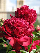 Paeonia 'Ruth Clay', bomb flowered