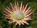 National flower: King protea