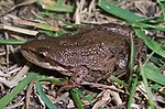 Boreal chorus frog