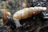 A photo of one dark and one albino snails