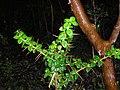 Spiny twigs of Rhaphithamnus spinosus.