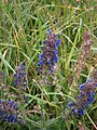 Salvia pratensis