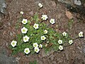 Saxifraga ×arendsii