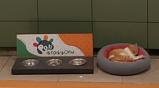 索甘勒克地铁站（英语：Soğanlık (Istanbul Metro)）里正在休息的猫咪