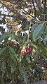 Syzygium guineense fruits (Myrtaceae)