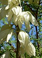 Yucca thompsoniana