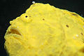 Longlure frogfish, Bonaire, A. multiocellatus