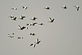 Bar headed geese Anser indicus in flight in Karaivetti Bird Sanctuary