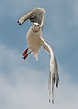 In flight near Großenbrode, Schleswig-Holstein. The bird is in a near-vertical position.