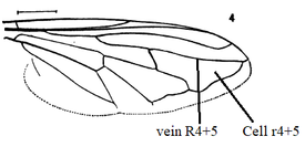 Blera humeralis wing veins