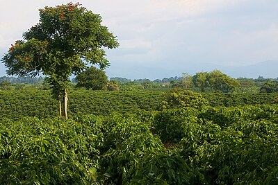 A coffee plantation in Quimbaya, Quindío, Colombia. View from the road to La Union (Quimbaya), looking south towards Montenegro.