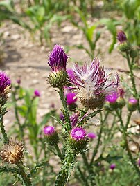 Plant with seed heads