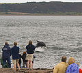 Dolphin close to Chanonry Point