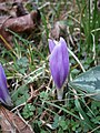 Colchicum bulbocodium opening