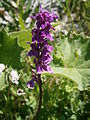 Dactylorhiza maculata