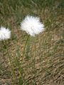 Eriophorum scheuchzeri