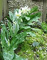 Erythronium 'White Beauty'