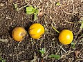 Ripe fruits of Garcinia kola (a.k.a. "bitter kola")