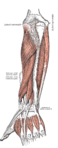 Deep muscles of posterior surface of the forearm