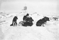 Probable: Ginger centre standing, Ginger Bitch on ground at centre, Basilisk right. From description as only white dog: next to GB: Castor (Johnson is also described as white but also as small, scarred and lacking hair). Dog to far left: most likely to be (in my guess order) Pavlova, Shackleton, Franklin or John Bull