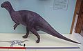 Iguanodon model in OUMNH dsiplay