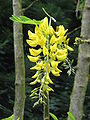 Laburnum anagyroides flowers