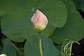 Nelumbo nucifera bud