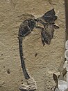 Paleoallium billgenseli fossil