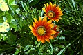 Gazania