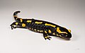 Image 14Fire salamander