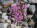 Saxifraga oppositifolia