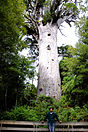 The giant kauri tree (Agathis australis) named Tāne Mahuta in the Waipoua Forest of Northland Region, New Zealand.