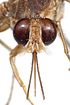 A photograph of the head of a tsetse illustrating the forward pointing proboscis