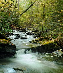 一条小溪流过光滑的岩石，周围是长着绿色、黄色和橙色树叶的树木。