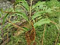 The sporangia on the vegetative pinnae