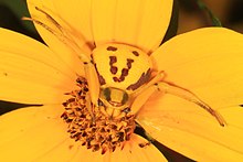 Yellow female Misumenoides formosipes on yellow flower