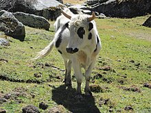 Black and white cow from the Cordillera Blanca