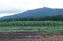 CSIRO Science Image 3712 Rural scene in far north Queensland Melon crop in foreground banana plantation behind with pine forest and rainforest in the background 15 km north of Cardwell QLD