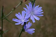 Cichorium intybus (Chicory).