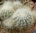 Copiapoa krainziana