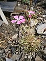 Dianthus pavonius