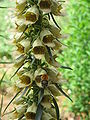 Digitalis ferruginea close-up