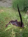 Dracunculus vulgaris inflorescence D2