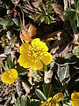 Eranthis hyemalis close-up