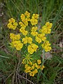 Euphorbia cyparissias