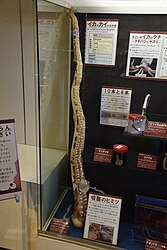 #609 (6/1/2015) Plastinated right arm III of giant squid found stranded on a beach in Iwami, Tottori Prefecture, Japan, on 6 January 2015; part of a temporary display at Tottori Prefectural Museum in May 2023 (see also display overview and information label)