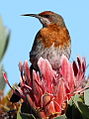 Gurney's sugarbird, at Marakele National Park