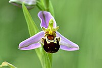 Bee orchid