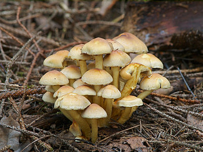 Hypholoma fasciculare, by Jörg Hempel