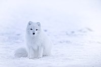 Arctic fox in winter pelage, Iceland